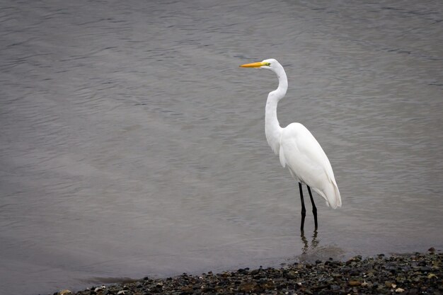 Bela foto de uma garça-branca parada na água do mar