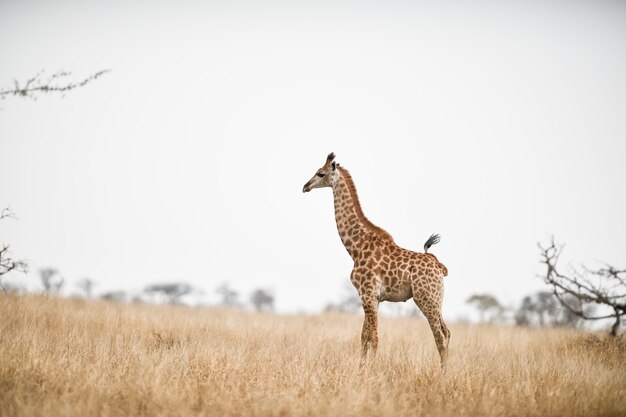 Bela foto de uma girafa no campo da savana