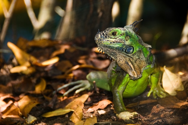 Bela foto de uma iguana verde com um fundo desfocado