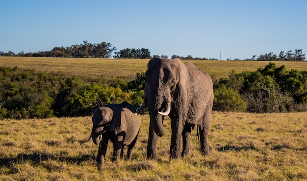 Bela foto de uma mãe e um bebê elefante em um campo