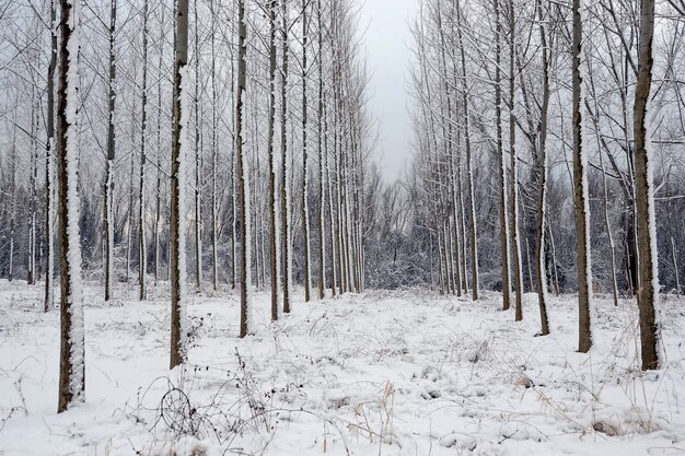 Bela foto de uma paisagem de floresta de neve no inverno