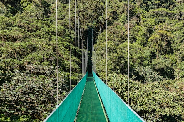 Bela foto de uma passarela verde de uma ponte suspensa com floresta verde