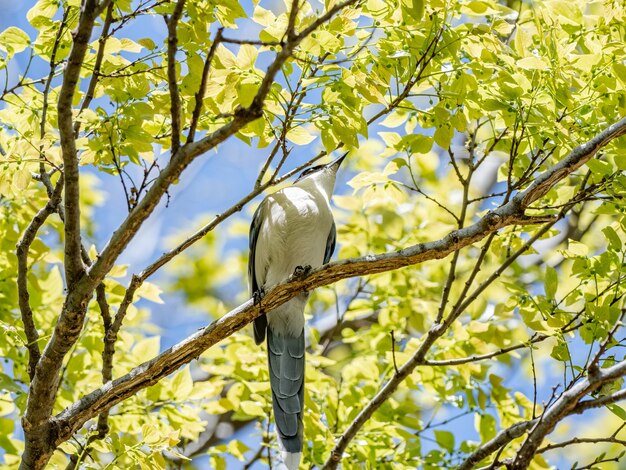 Bela foto de uma pega com asas azuis em um galho de árvore