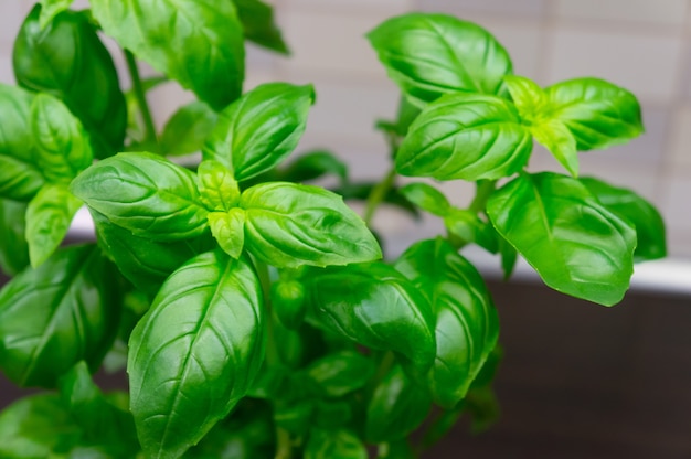 Bela foto de uma planta de interior com folhas verdes na sala