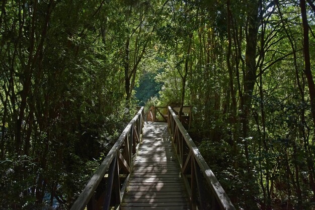 Bela foto de uma ponte de pedestres de madeira cercada por árvores no parque