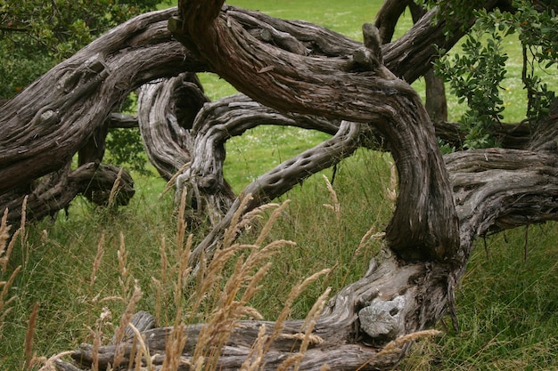 Bela foto de uma velha árvore em um campo de grama