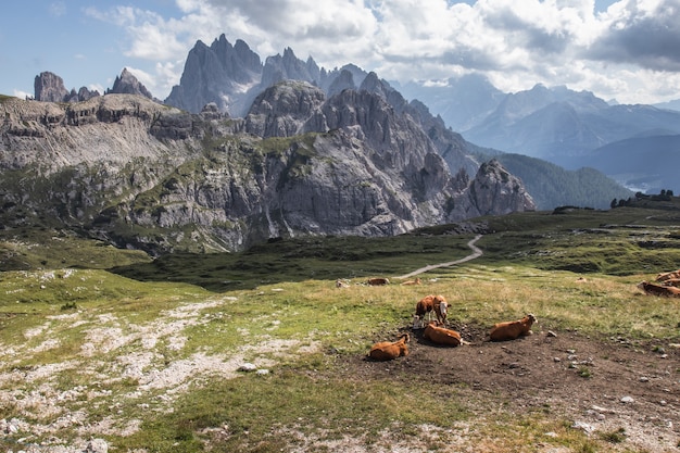 Bela foto de vacas marrons no vale do Parque Natural Three Peaks em Toblach, Itália