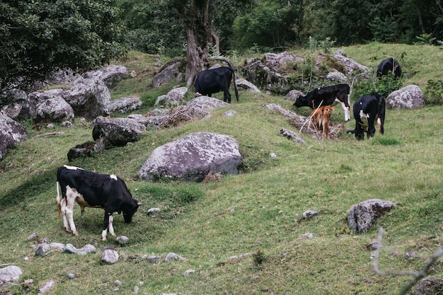 Bela foto de vacas pastando