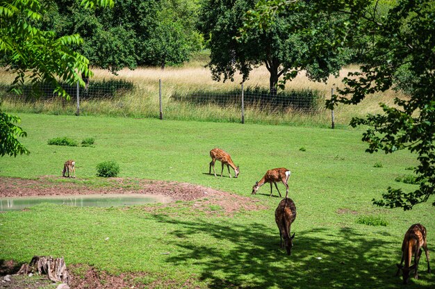 Bela foto de veados na grama verde do zoológico em um dia ensolarado