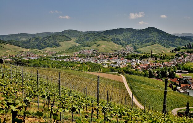Bela foto de vinhedos verdes e montanhosos ensolarados com o fundo da cidade de Kappelrodeck