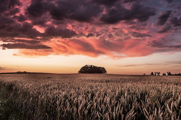 Bela foto do campo Triticale durante o pôr do sol