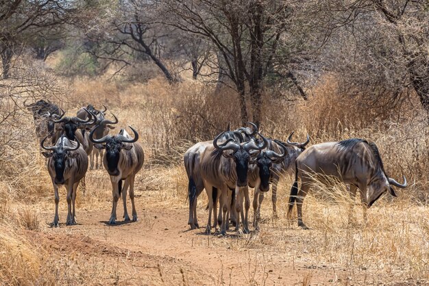 Bela foto do grupo de gnus africanos em uma planície gramada