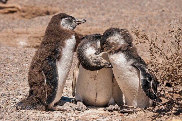 Bela foto do grupo de pinguins africanos - conceito de aquecimento global