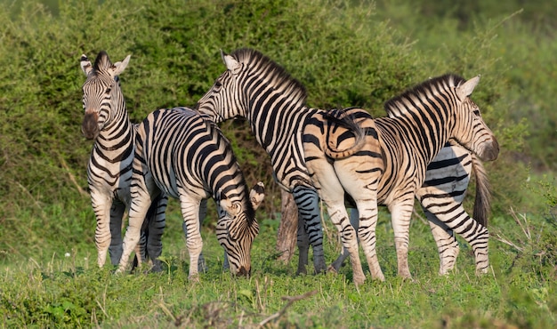 Bela foto do grupo de zebras em um campo verde