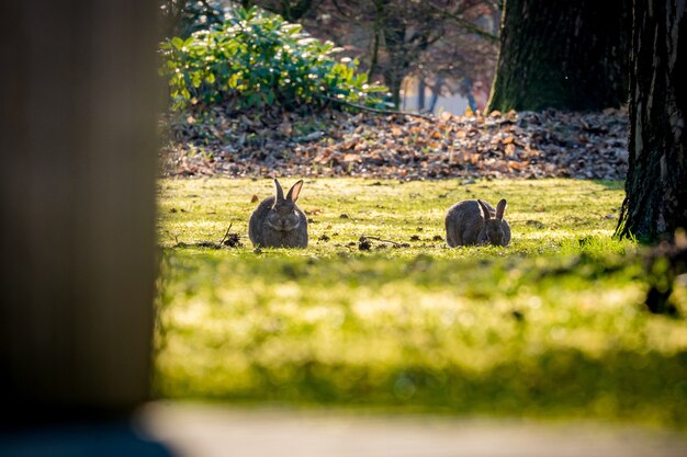 Bela foto dos coelhos no campo com um tronco de árvore em primeiro plano