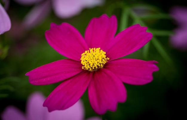 Bela foto macro de áster mexicano roxo em um jardim sob a luz do sol