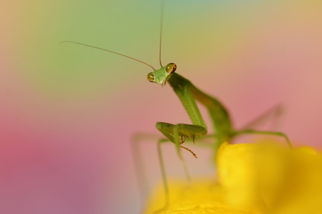 Bela foto macro de um mantídeo verde em uma flor amarela