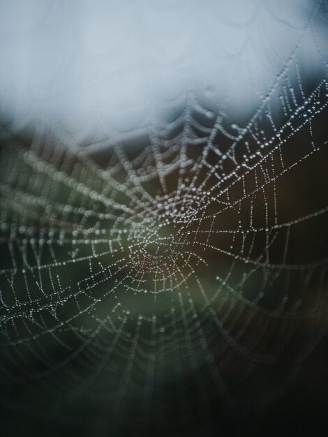 Bela foto macro de uma teia de aranha em uma floresta