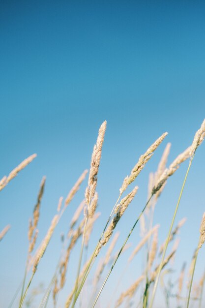 Bela foto vertical de grama alta balançando ao vento em um fundo azul brilhante