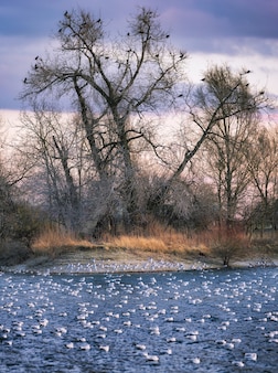 Bela foto vertical de patos e cisnes nadando na água e corvos empoleirados nas árvores