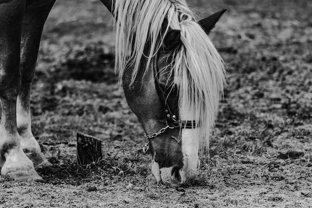 Foto grátis bela foto vertical de um cavalo pastoreando em cores preto e branco