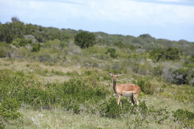 Bela gazela sozinha no meio de um campo coberto de grama e árvores