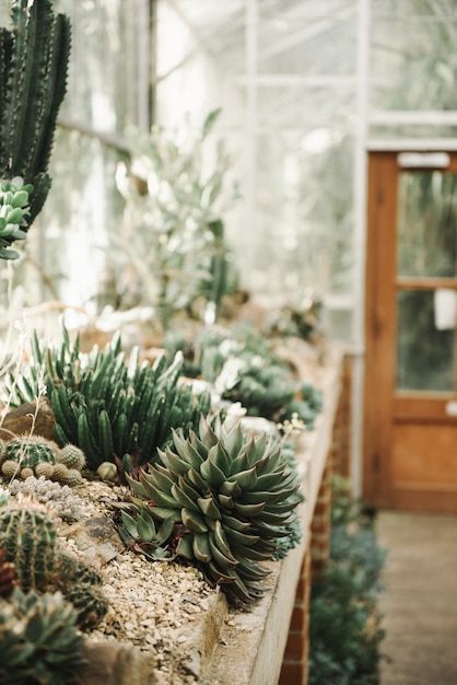 Bela imagem de diferentes cactos na areia - papel de parede perfeito para os amantes de cactos