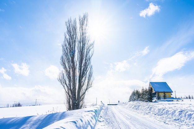 Bela natureza ao ar livre paisagem com árvore de ken e mary na área de biei