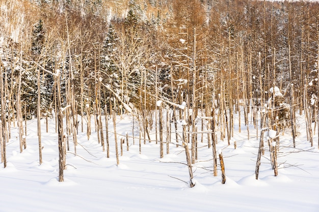 Bela natureza ao ar livre paisagem com galho de árvore lagoa azul na temporada de inverno neve