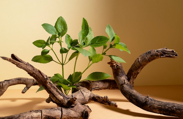 Bela natureza morta com fitoterapia