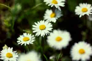 Foto grátis bela natureza retrô com flores