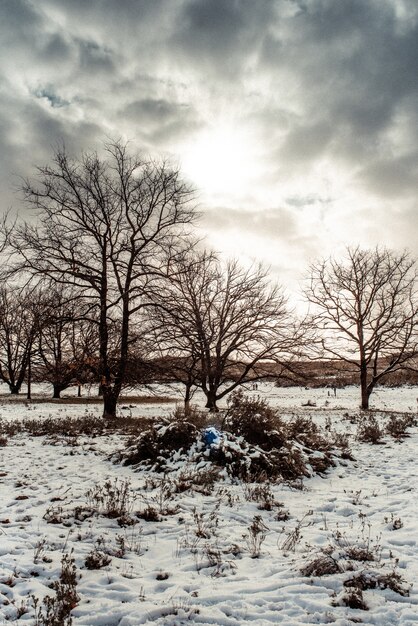 Bela paisagem coberta de neve e tres sob o céu nublado