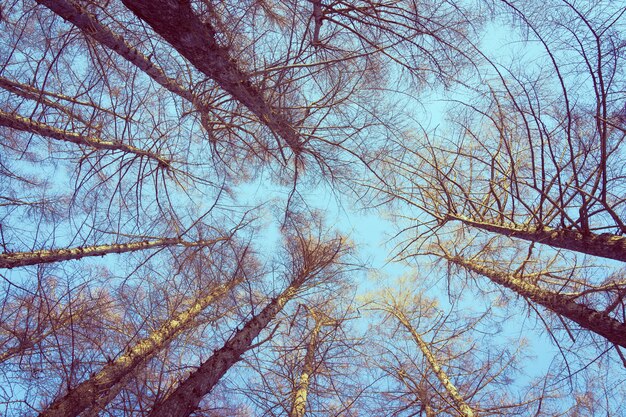 Bela paisagem de árvore de baixo anjo e ramo com fundo do céu