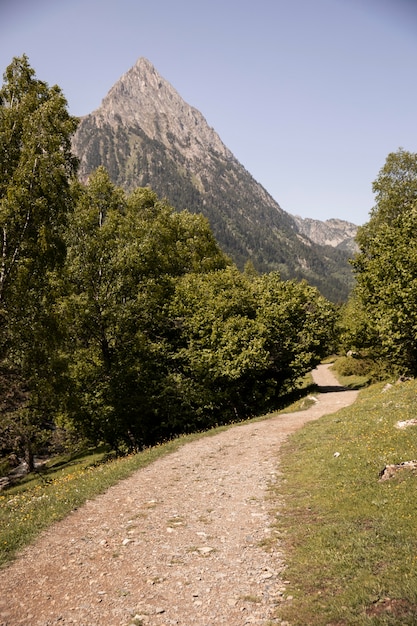 Bela paisagem de floresta montanhosa