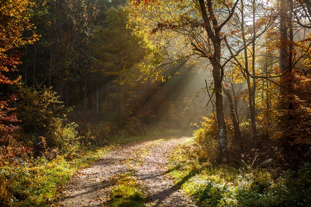 Bela paisagem de raios de sol em uma floresta com muitas árvores no outono