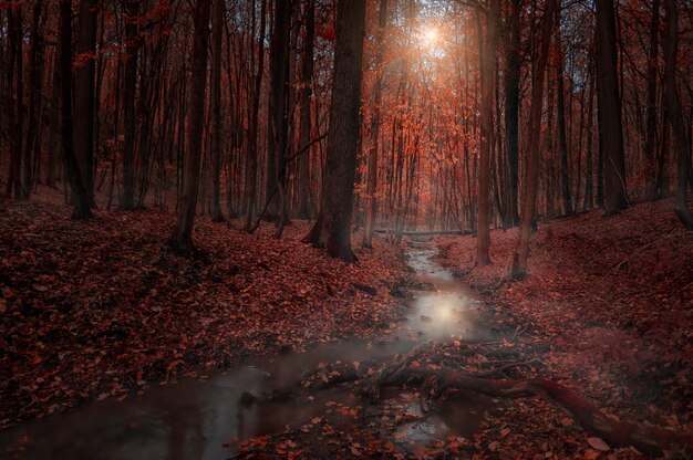 Bela paisagem de um rio estreito fluindo no meio da floresta com folhas caídas no chão