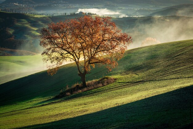 Bela paisagem de uma árvore seca em uma montanha verde coberta de névoa