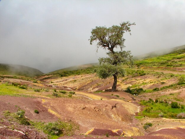 Bela paisagem de uma árvore solitária no meio de um campo vazio sob um céu nublado