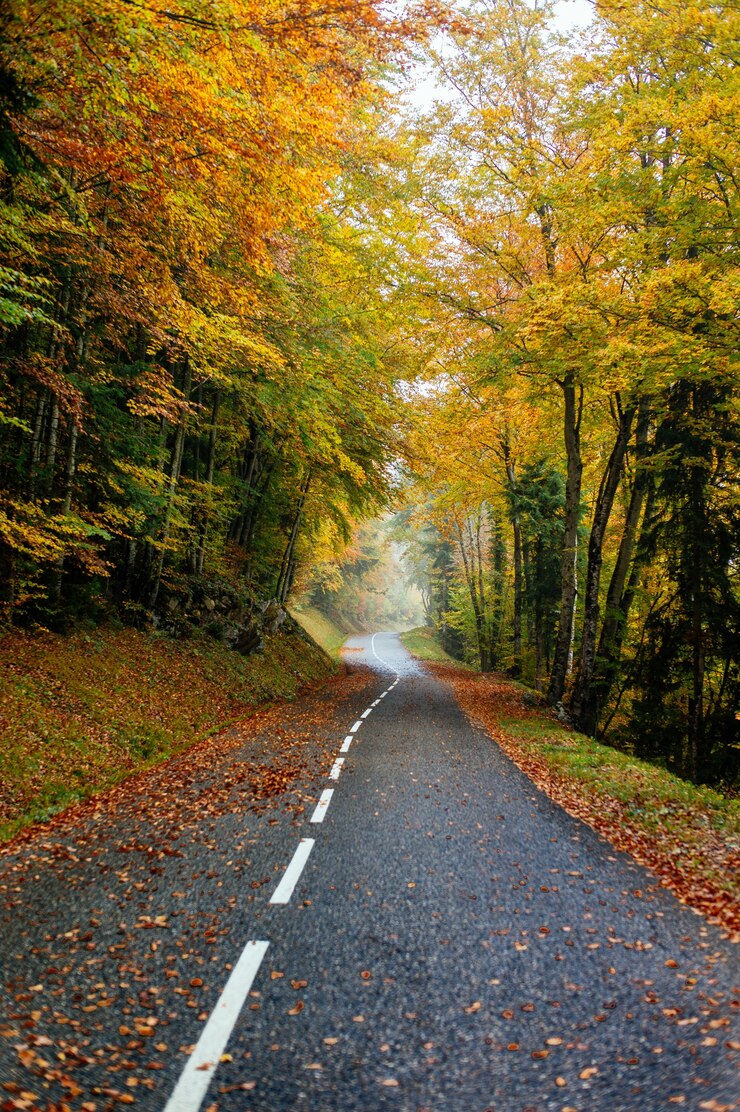 Foto grátis bela paisagem de uma estrada em uma floresta com muitas árvores coloridas de outono