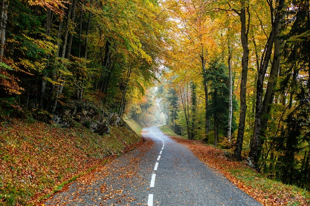 Bela paisagem de uma estrada em uma floresta com muitas árvores coloridas de outono
