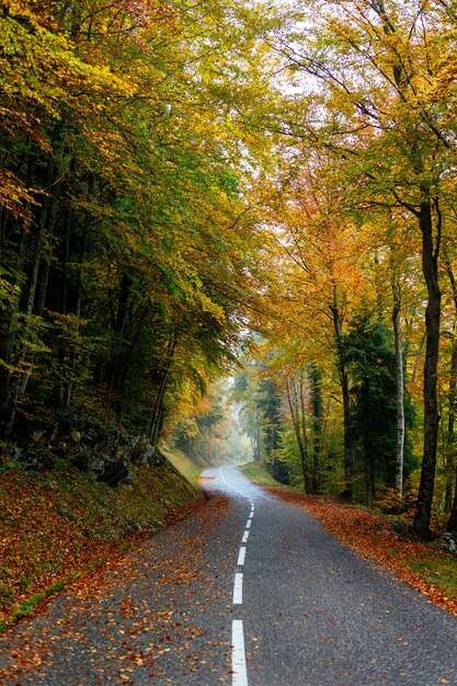 Bela paisagem de uma estrada em uma floresta com muitas árvores coloridas de outono