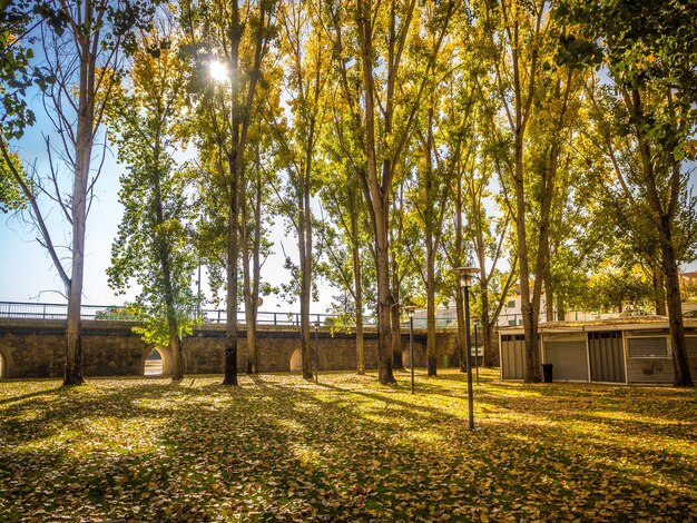 Bela paisagem de uma floresta com muitas árvores altas e o sol forte ao fundo