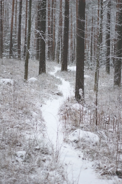 Bela paisagem de uma floresta com muitas árvores cobertas de neve