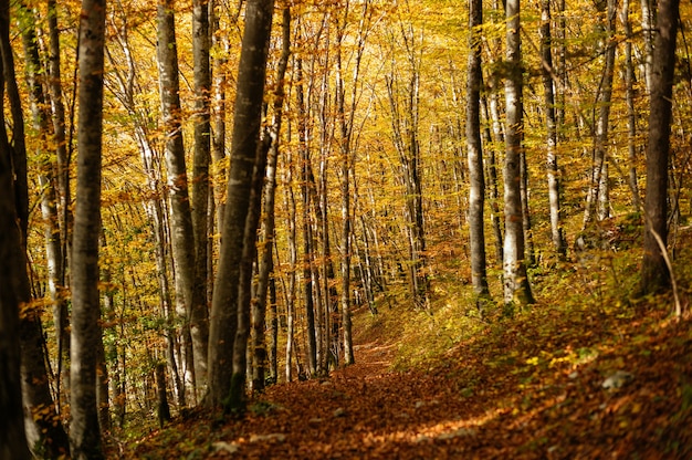 Bela paisagem de uma floresta com muitas árvores coloridas de outono