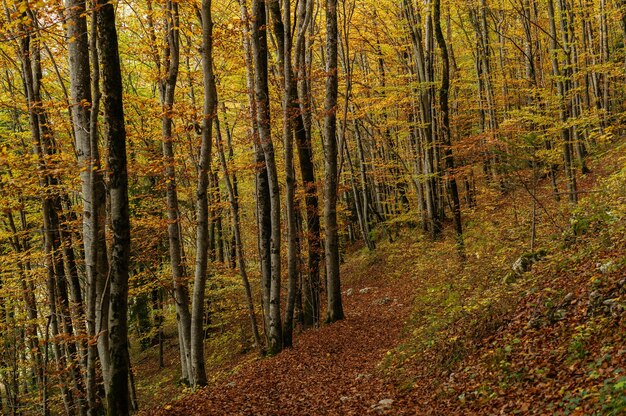 Bela paisagem de uma floresta com muitas árvores coloridas de outono