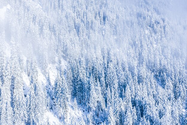 Bela paisagem de uma floresta com muitas árvores no inverno nos Alpes Suíços, na Suíça