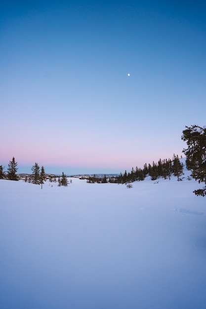 Bela paisagem de uma floresta com muitos abetos cobertos de neve na Noruega