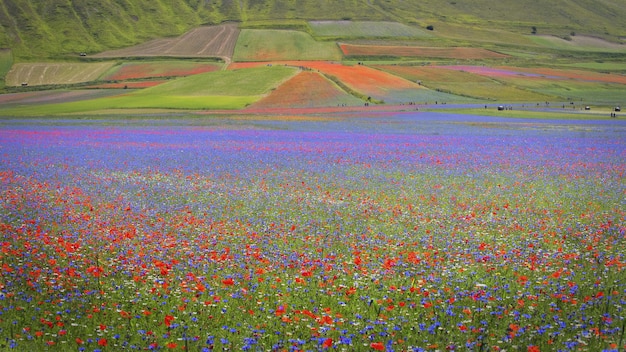 Bela paisagem de uma paisagem de um campo de flores