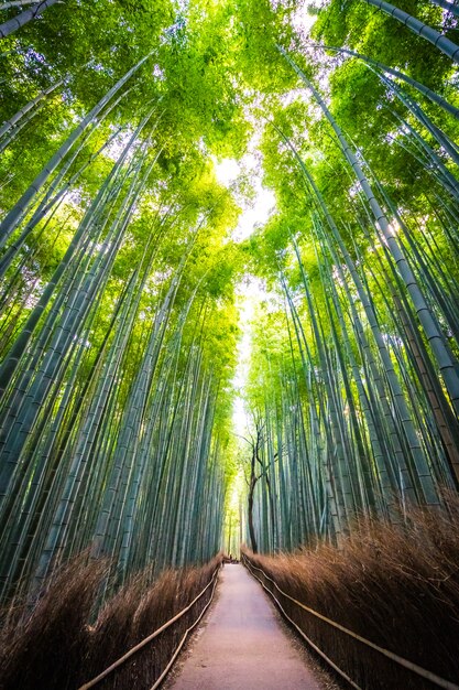 Bela paisagem do bosque de bambu na floresta em Arashiyama kyoto