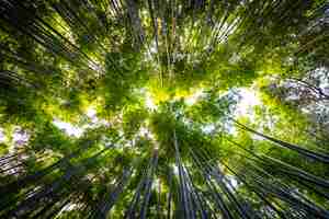 Foto grátis bela paisagem do bosque de bambu na floresta em arashiyama kyoto